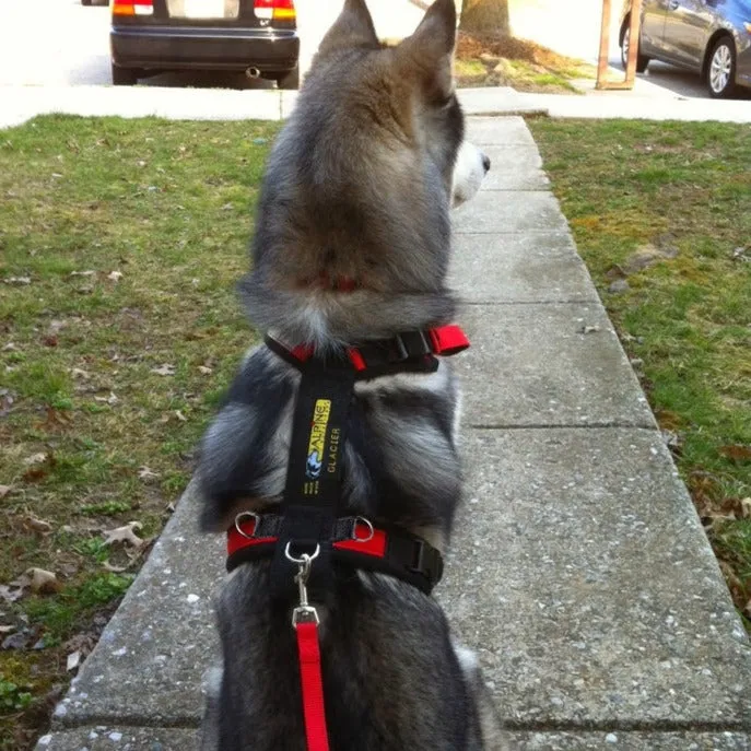 Urban Trail Biking Harness