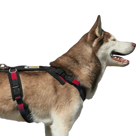 Urban Trail Biking Harness